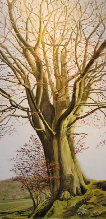 Beech Tree, Hay on Wye, Wales
