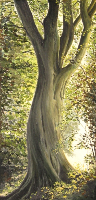 Beech Tree, Blockley, Glos. UK