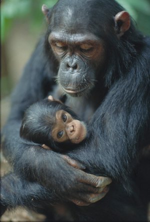 Chimpanzee mother and baby