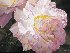 peace rose painting