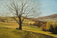 Beech Tree above Hay (Wales)